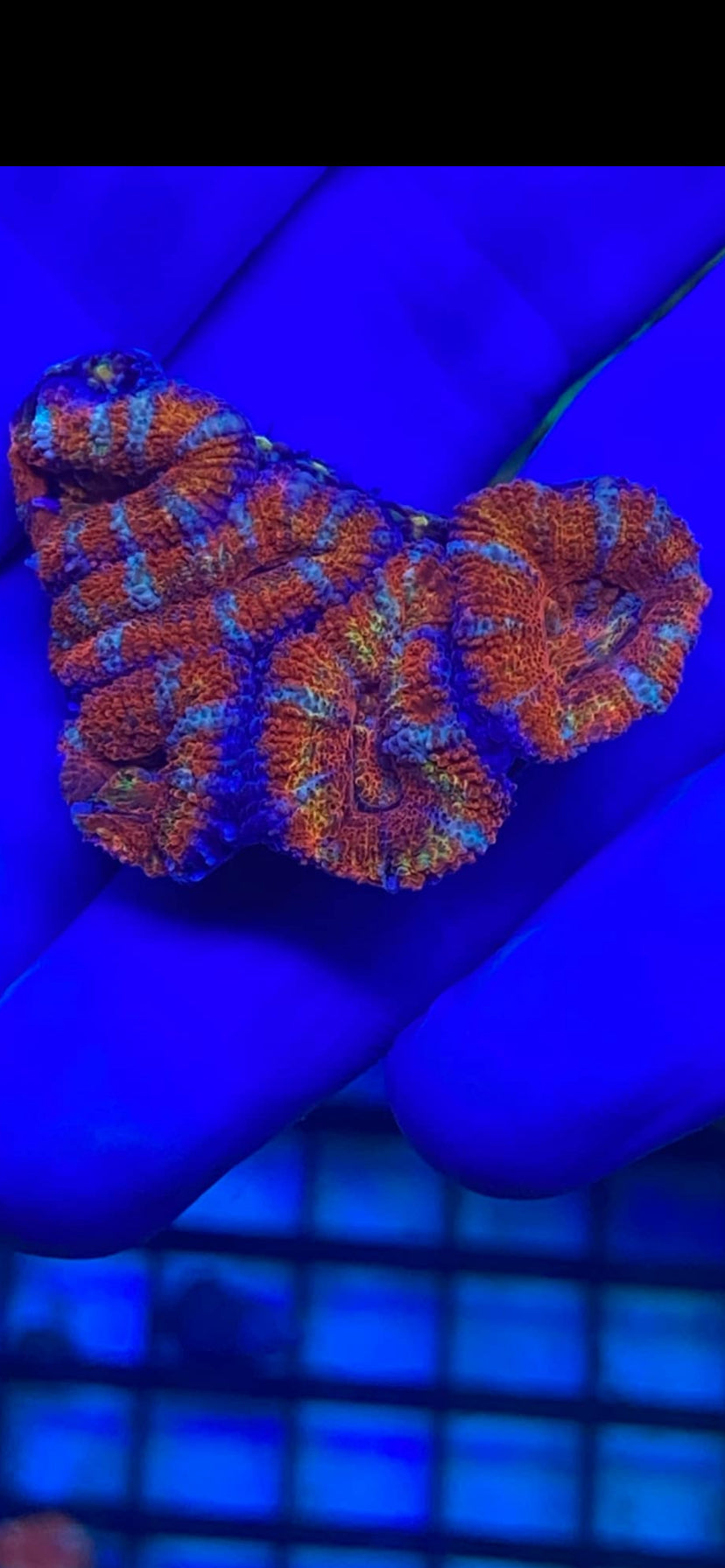 Rainbow Acan Chunk