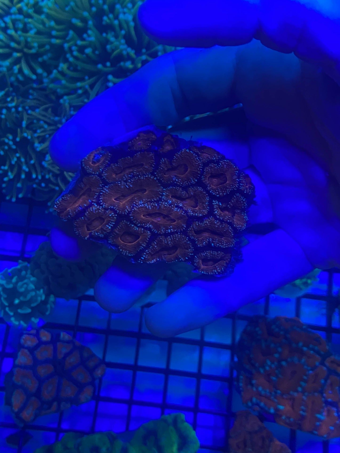 Acan Colony 7