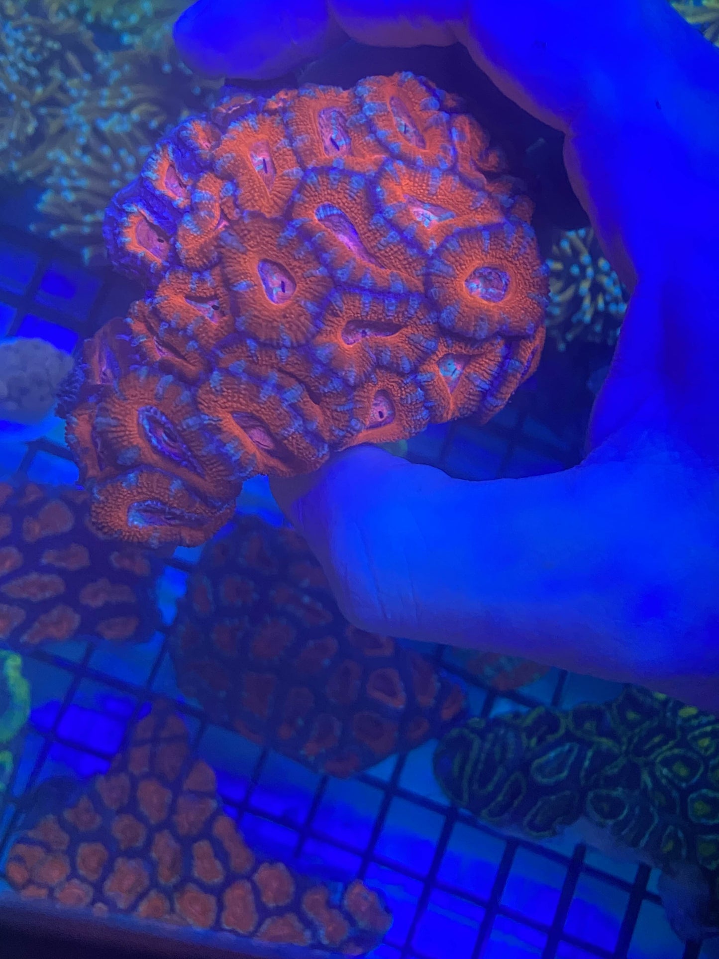 Acan Colony 5