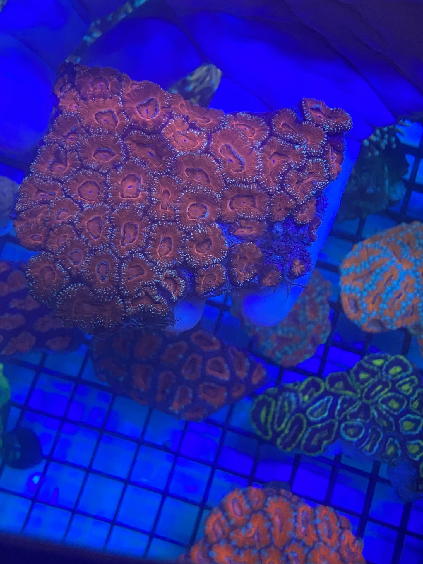 Acan Colony 4