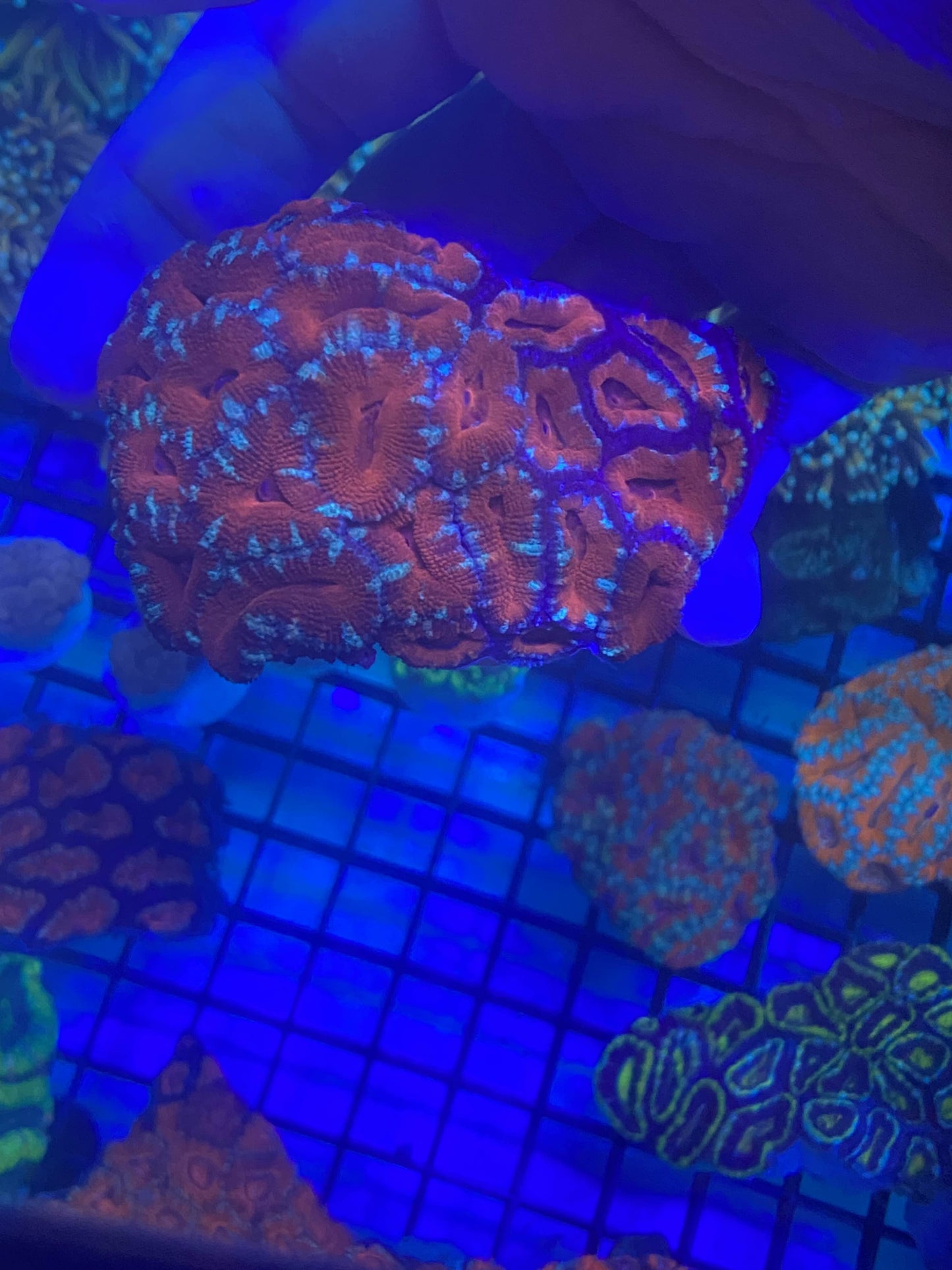 Acan Colony 3