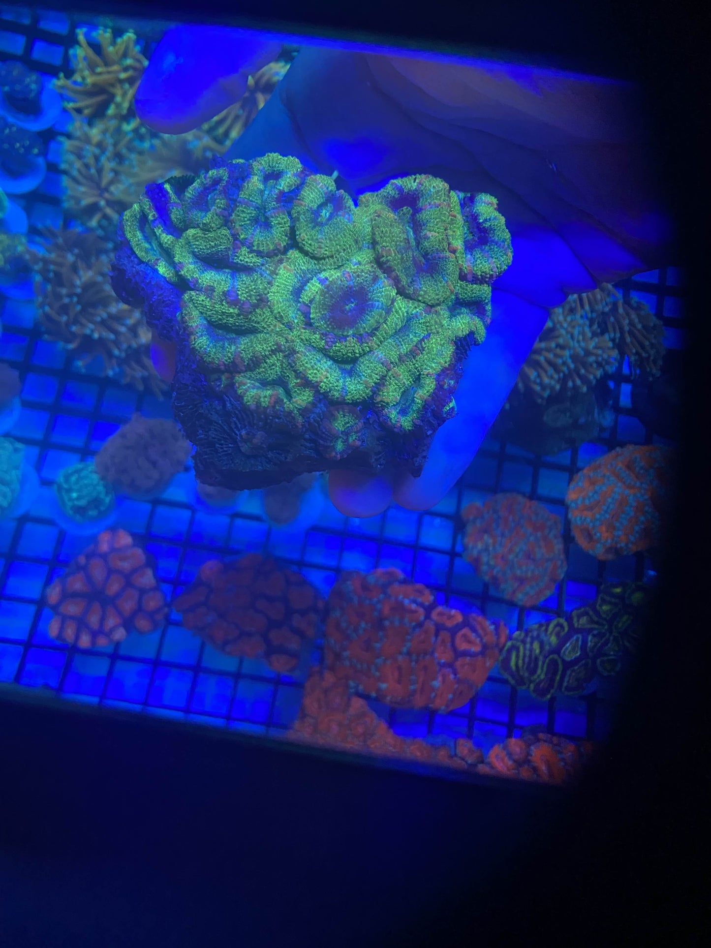 Acan Colony 2