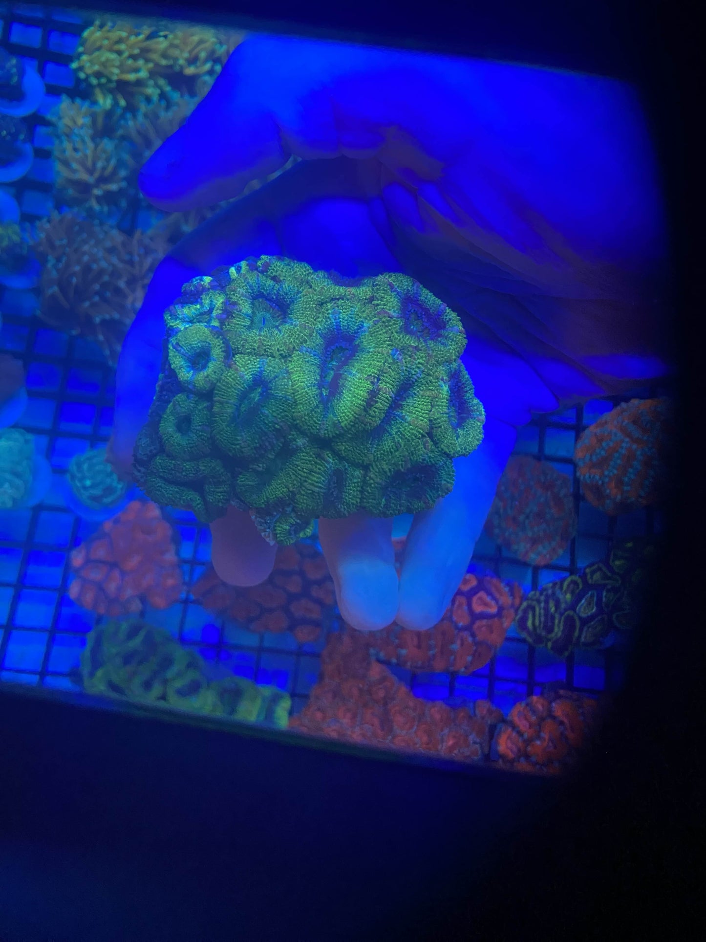 Acan Colony 1