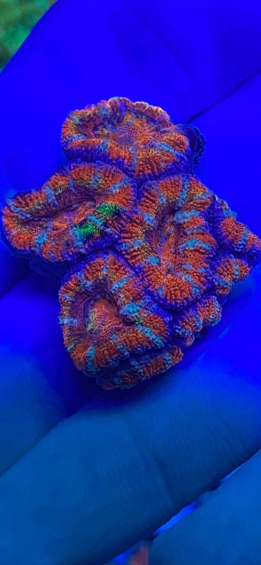 Rainbow Acan Chunk