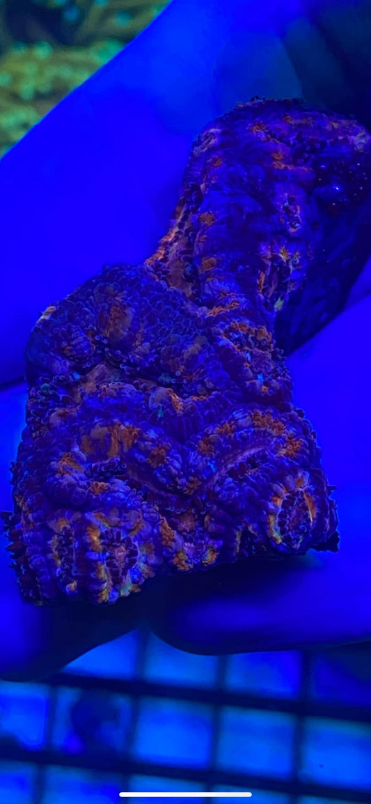 Multi Color Acan Chunk