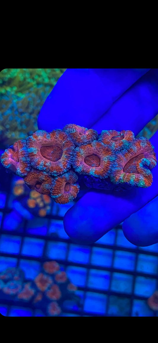 Multi Color Acan Chunk