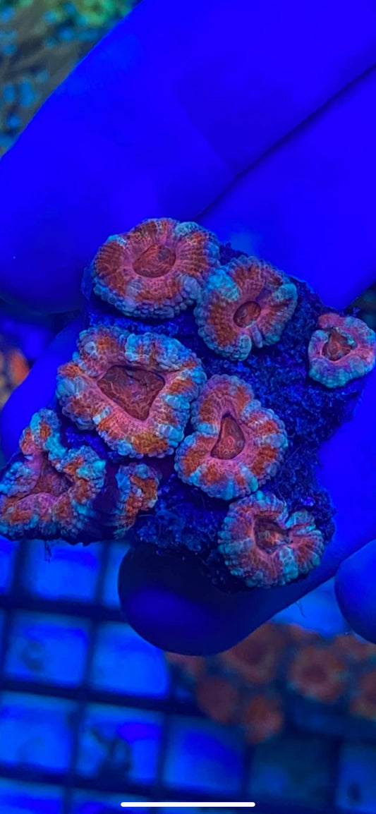 Multi Color Acan Chunk