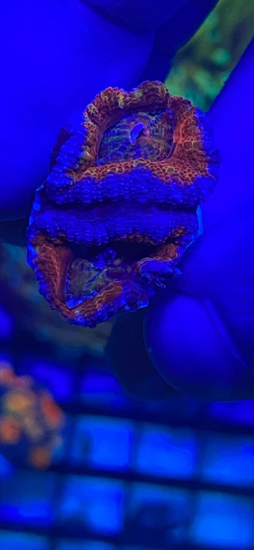 Rainbow Acan Frag