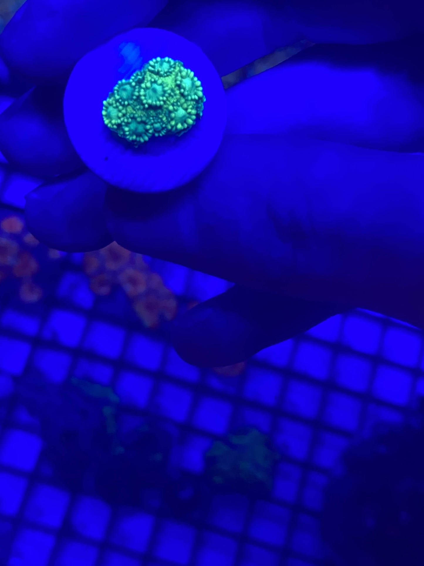 Green Goni Frag