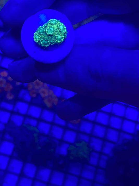 Green Goni Frag