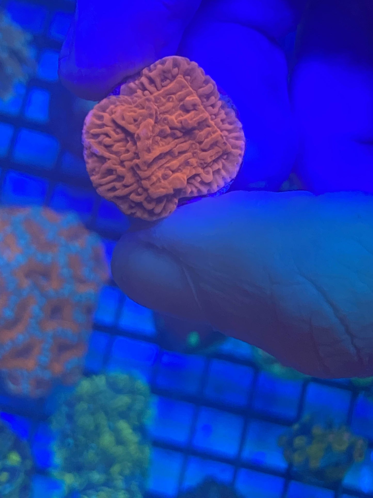 Red Monti Frags