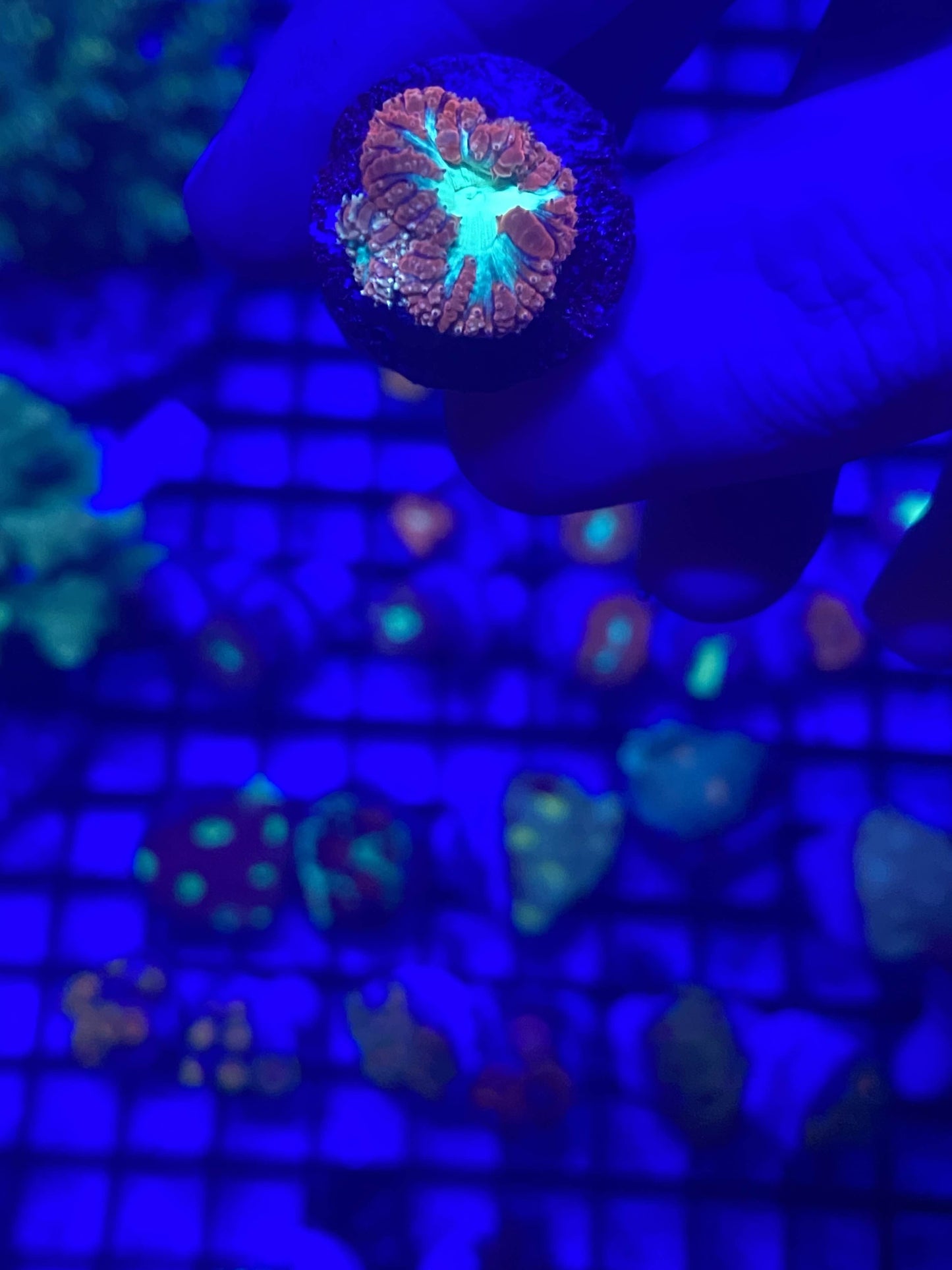 Mystery Ultra Frags