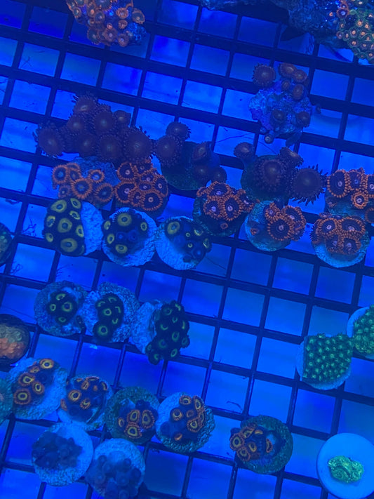 Ultra Zoas