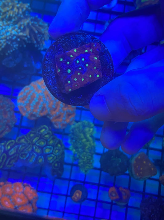 War Coral Frags