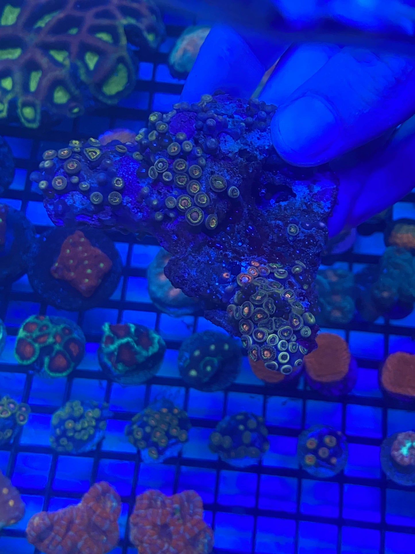 Zoa Rock